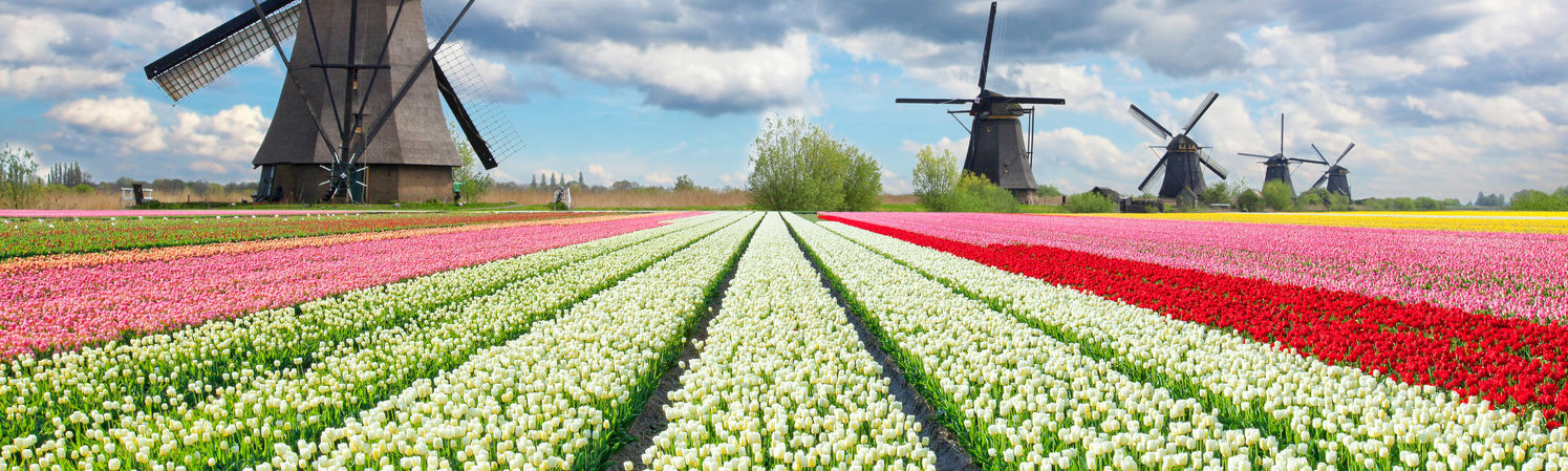 moulins-tulipes.1482117.104